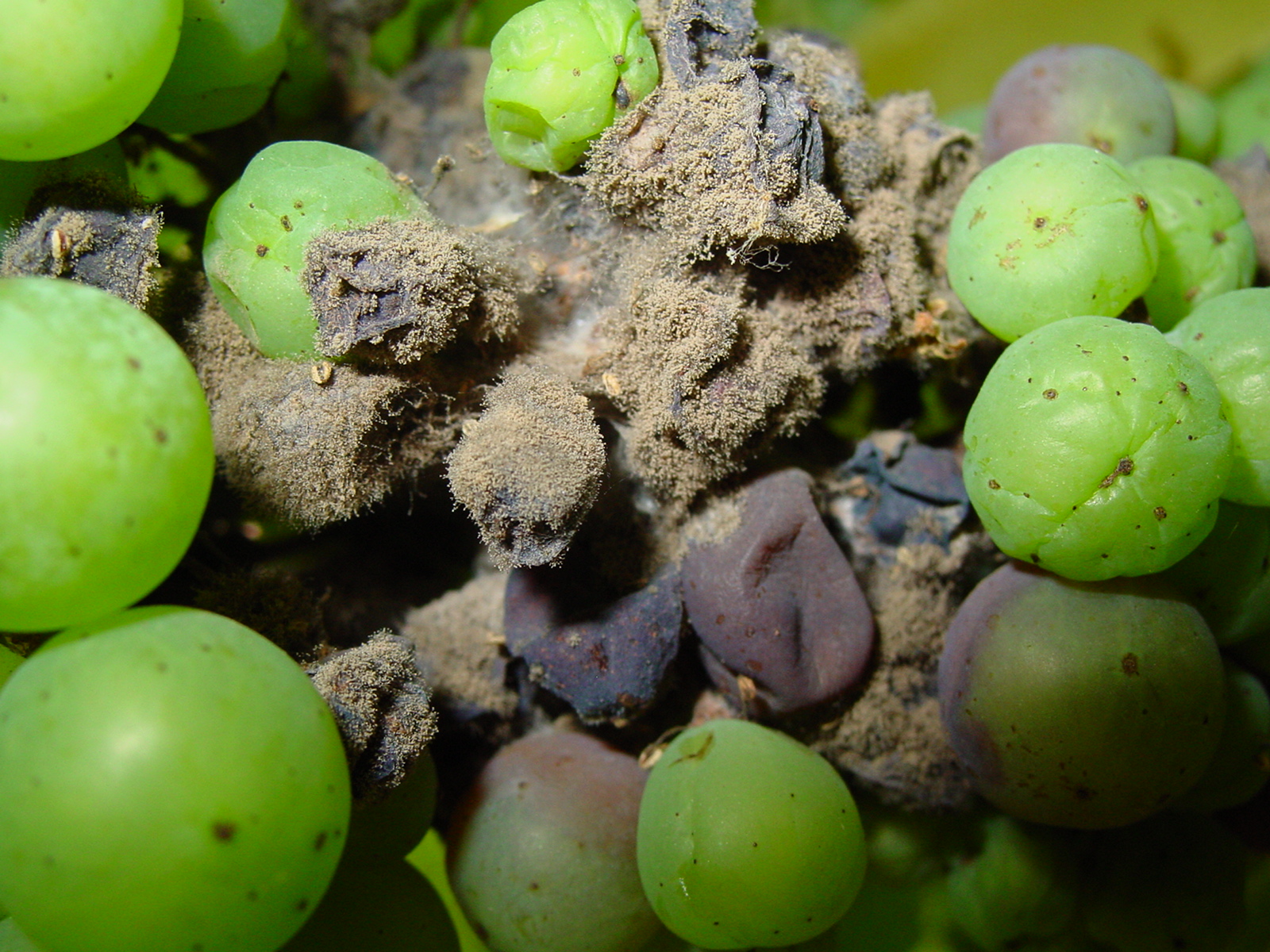 Johanne Lynge Grape Vine Flowers Fall Off Overview Of Grapevine